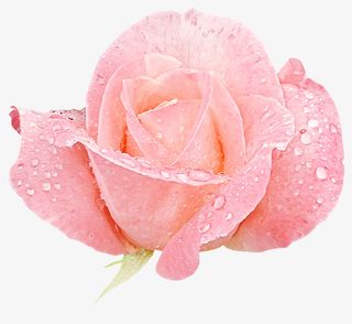 花草背景素材线描花草