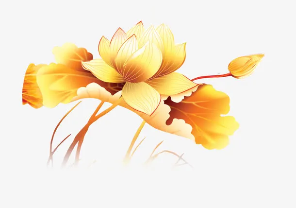 荷花免抠