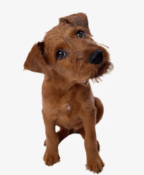 拉布拉多犬免抠
