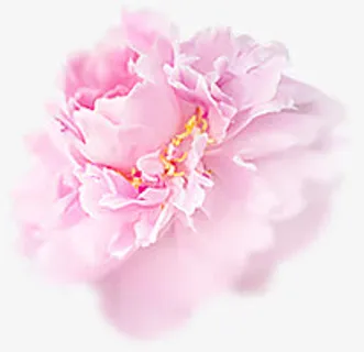 粉色盛开花朵唯美免抠