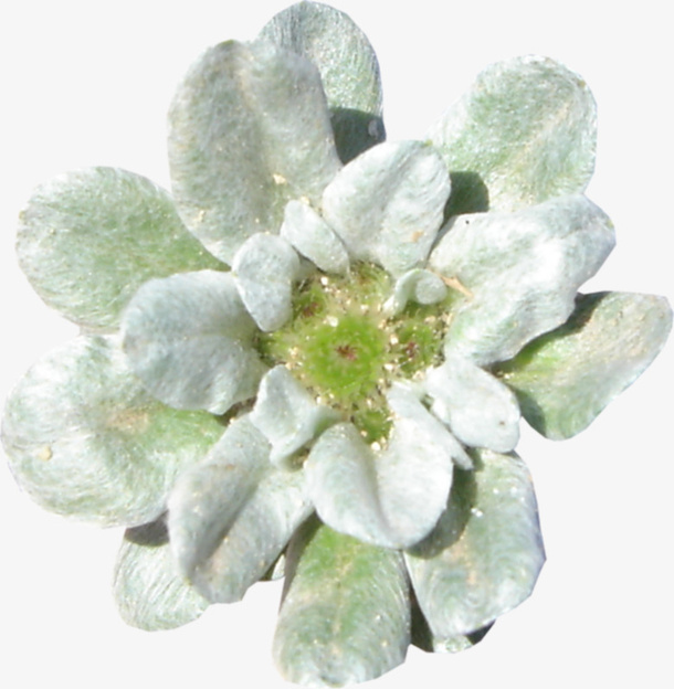 花卉图案抽象鲜花免抠
