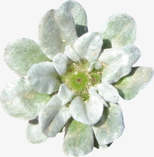 花卉图案抽象鲜花免抠