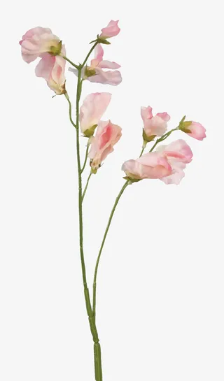 抽象花朵图片绿植花卉 精美花枝免抠