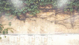 缠在墙壁生长的绿叶唯美素材免抠