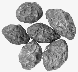 散装大颗粒乌梅免抠