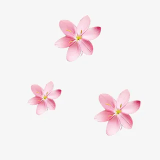 清新唯美手绘粉色百合花免抠