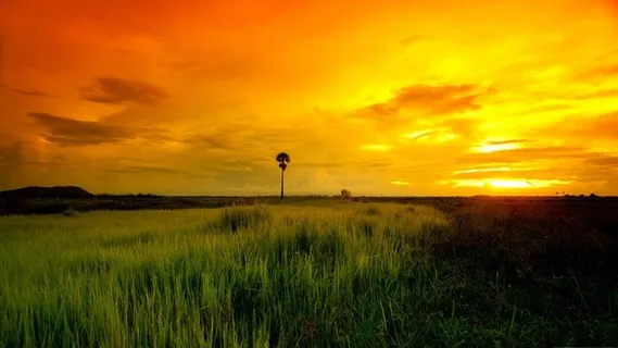 草地,背景,png,素材高清