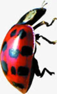 红色创意春天瓢虫免抠装饰动物元素