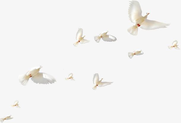 白色飞舞飞鸽美景春天免抠装饰动物元素