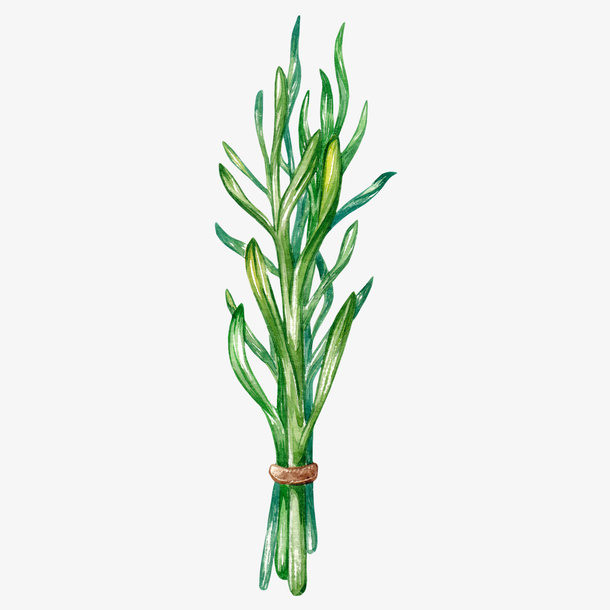 绿色的植物叶子免抠