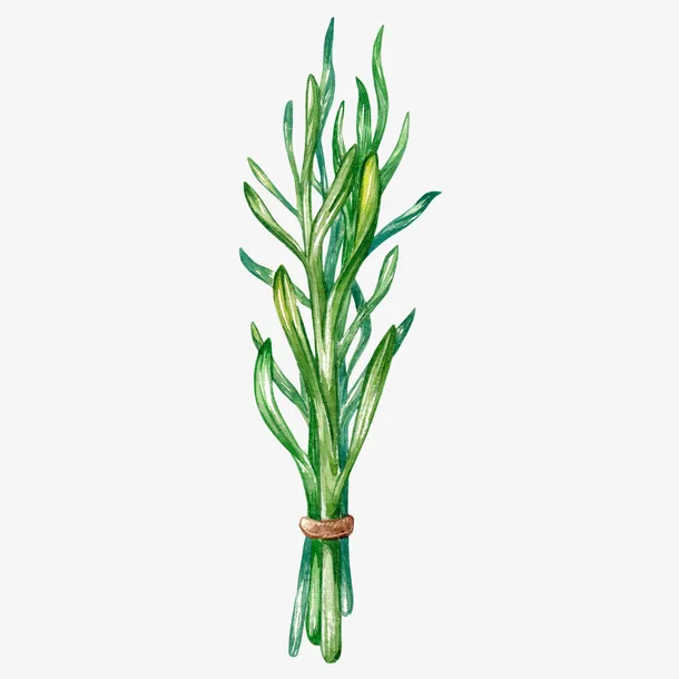 绿色的植物叶子免抠
