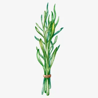 绿色的植物叶子免抠