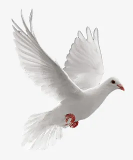 白色白鸽党建宣传免抠