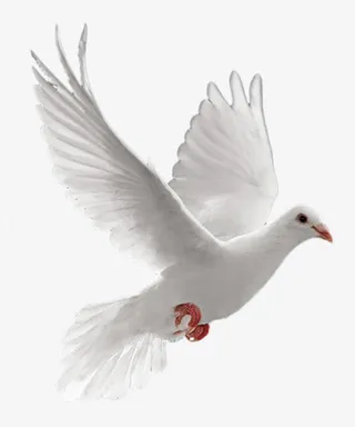 白色白鸽党建宣传免抠