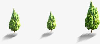 春天野外大树树木树影免抠