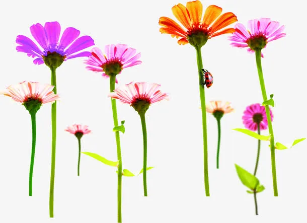 春天自然花朵装饰免抠