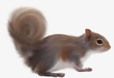 超级可爱小松鼠免抠 超级可爱小松鼠免抠