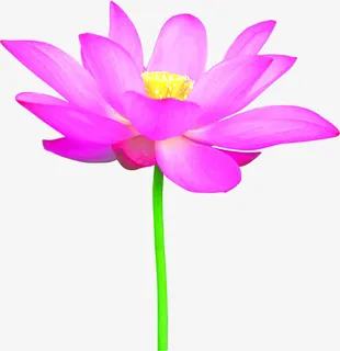 盛开的紫色花免抠