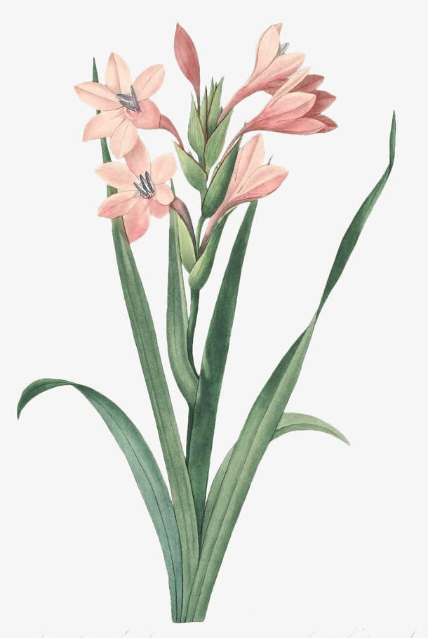 手绘水彩花卉兰花免抠
