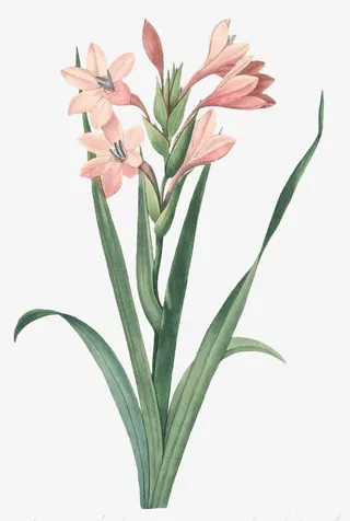 手绘水彩花卉兰花免抠