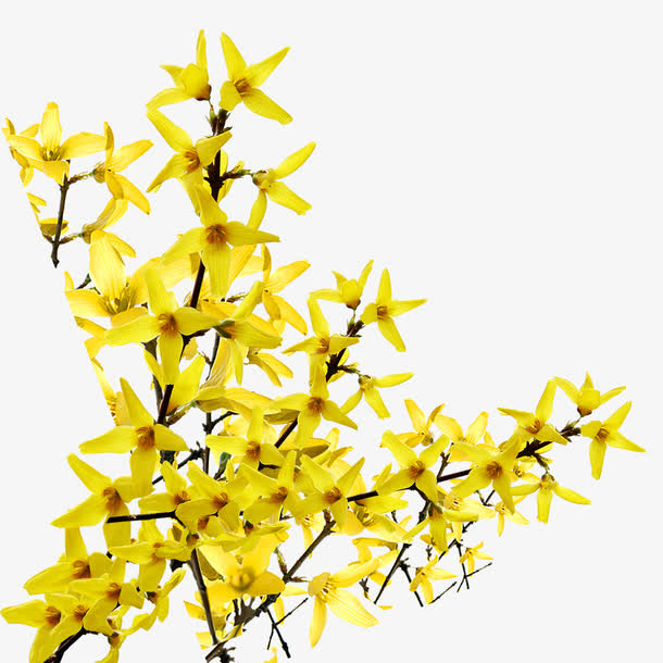 黄色连翘花朵素材免抠