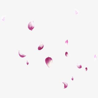漂浮花瓣免抠