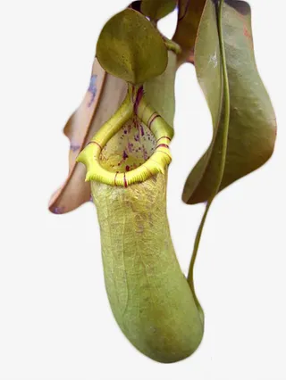 几片叶子下一颗绿色带紫色斑点的免抠