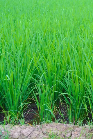 绿色的水田免抠