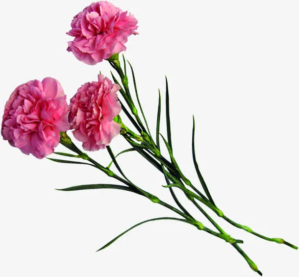 粉色温馨康乃馨花朵节日母亲节免抠
