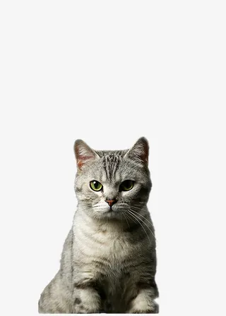猫png免扣图片免抠