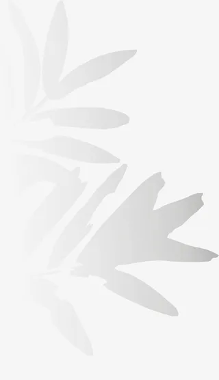 植物 投影 光影免抠