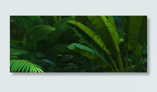 热带树林叶子背景图高清