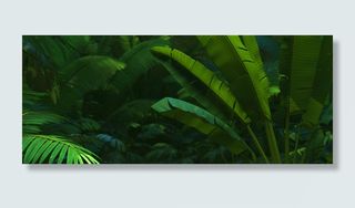 热带树林叶子背景图高清