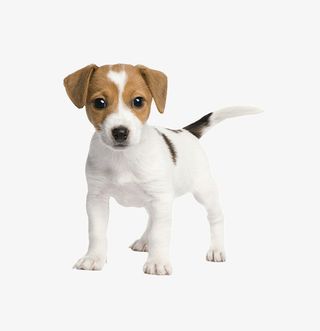 站立着的可爱小狗免抠