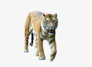 老虎在向你走过来免抠