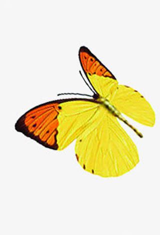 夏日活动海报蝴蝶免抠