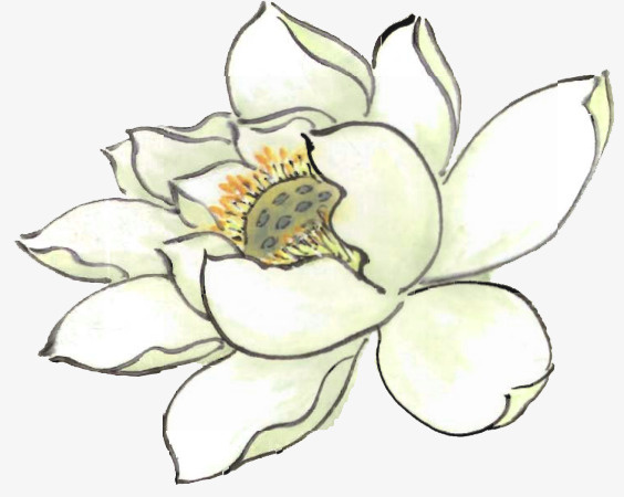 手绘白色荷花免扣免抠