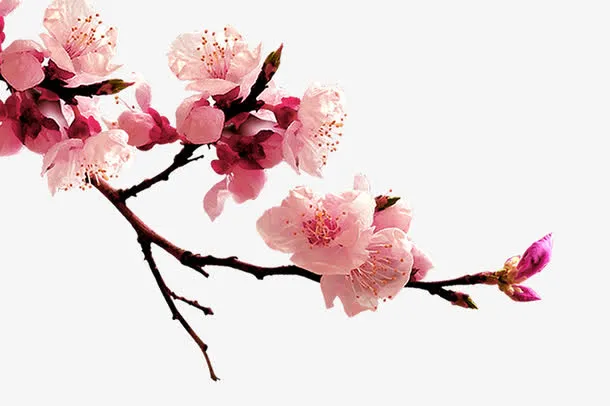 梅花免抠