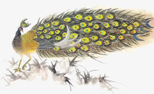 美丽的孔雀免抠