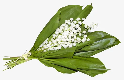 国画花卉素材花草ps素材免抠