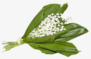 国画花卉素材花草ps素材免抠