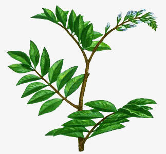 绿色叶子树枝植物免抠