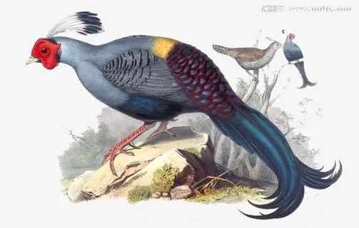 手绘鸟类插画免抠