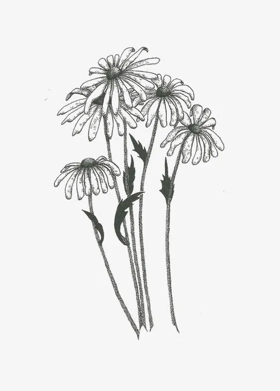 素描花朵免抠