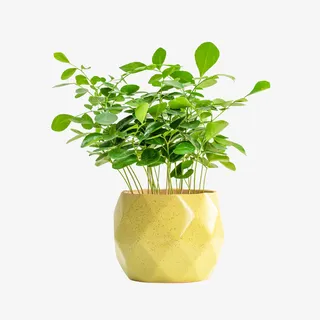 黄色菠萝盆九里香盆栽免抠