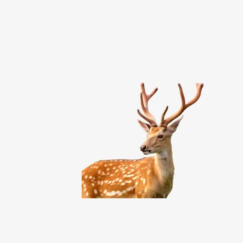 鹿免抠