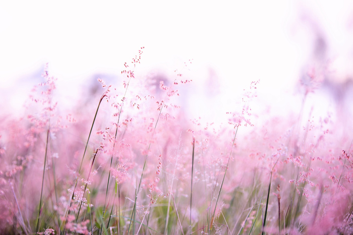 风景花花卉草地山水画彩色花朵高清