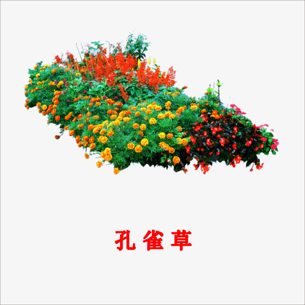 孔雀草免抠