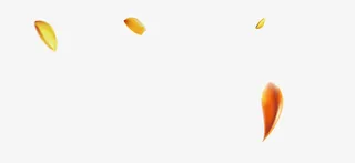 黄色花瓣素材免抠