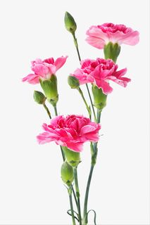 实物粉色康乃馨png免抠